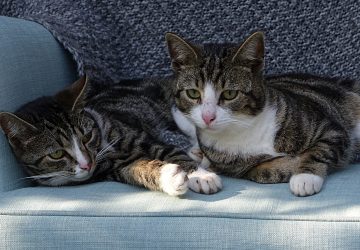 Kucing, Pembawa Toksoplasma dan Cat Scratch Disease