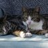Kucing, Pembawa Toksoplasma dan Cat Scratch Disease