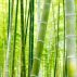Sunat Bambu Yang Berbahaya